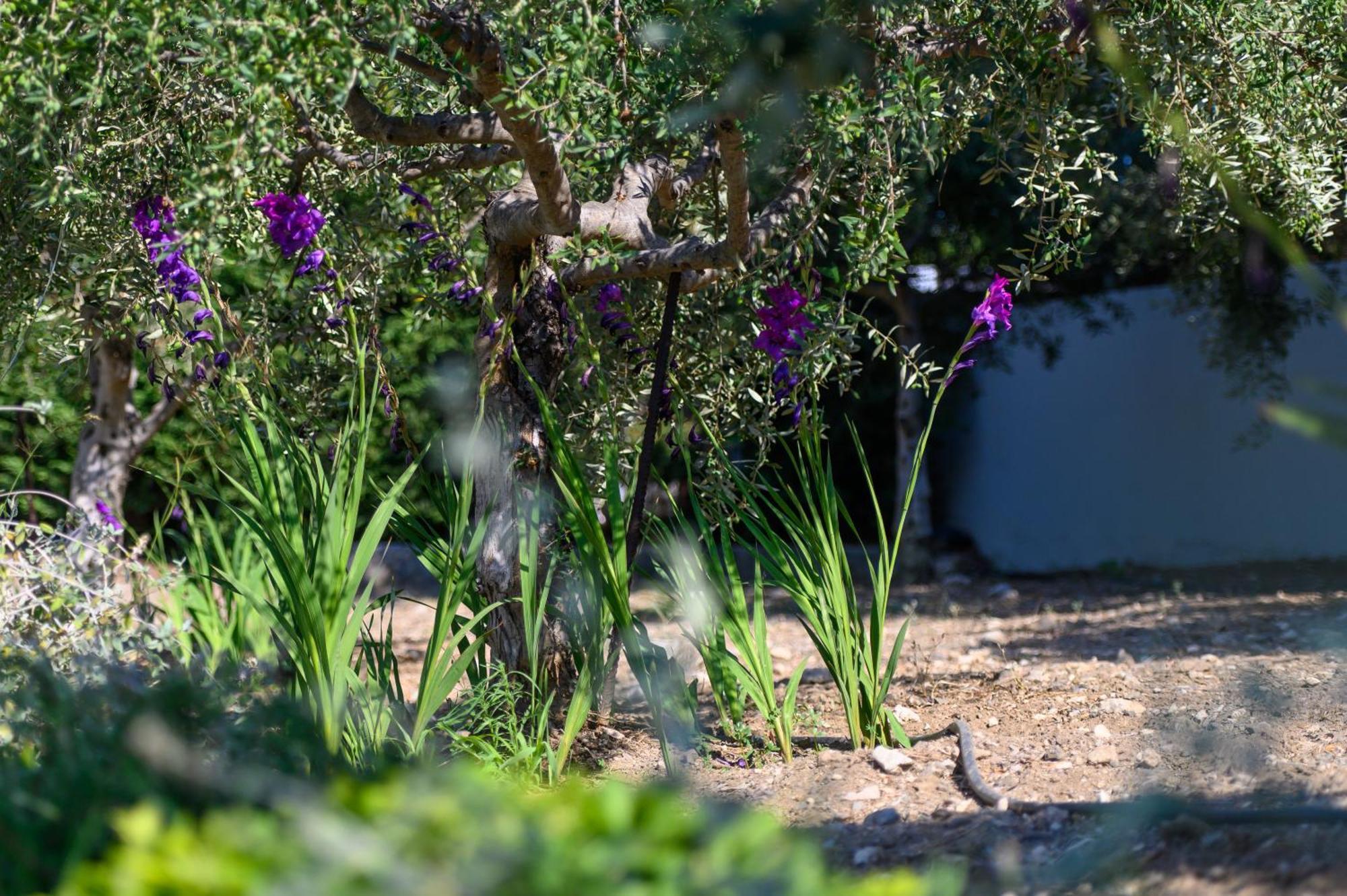 Phillyrea Luxury Villas Kos Town Exterior photo